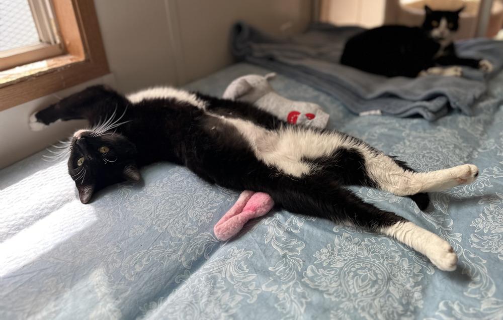 Enlarge Layla, a Adoptable Domestic Short Hair in Chalfont, PA image 5/5