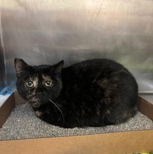Enlarge Annie, a ADOPTABLE Domestic Short Hair in Lafayette, IN image 1/1