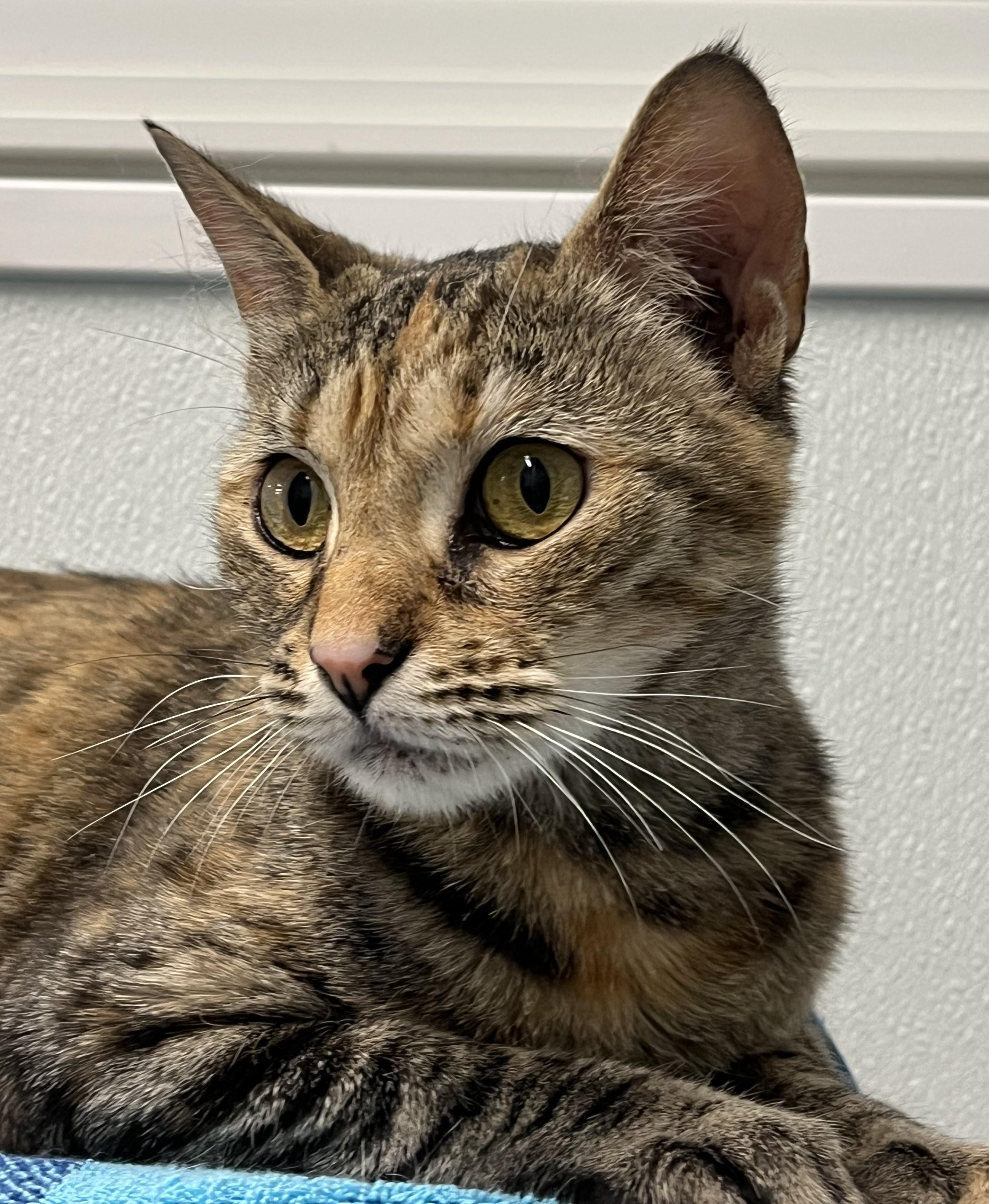 Fiorella, an adopted Domestic Short Hair in Harrison, NY image 3/4