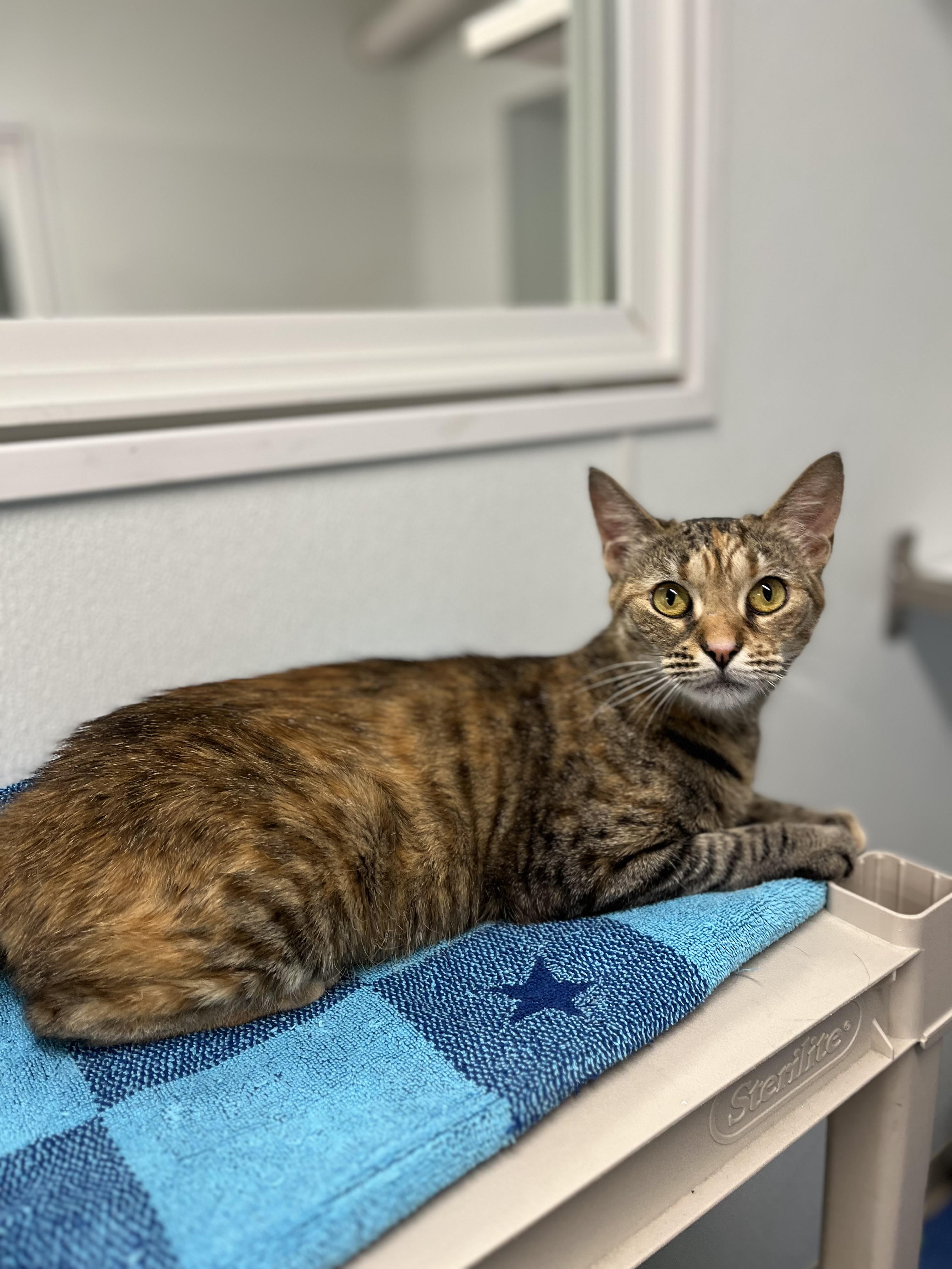 Fiorella, an adopted Domestic Short Hair in Harrison, NY image 1/4