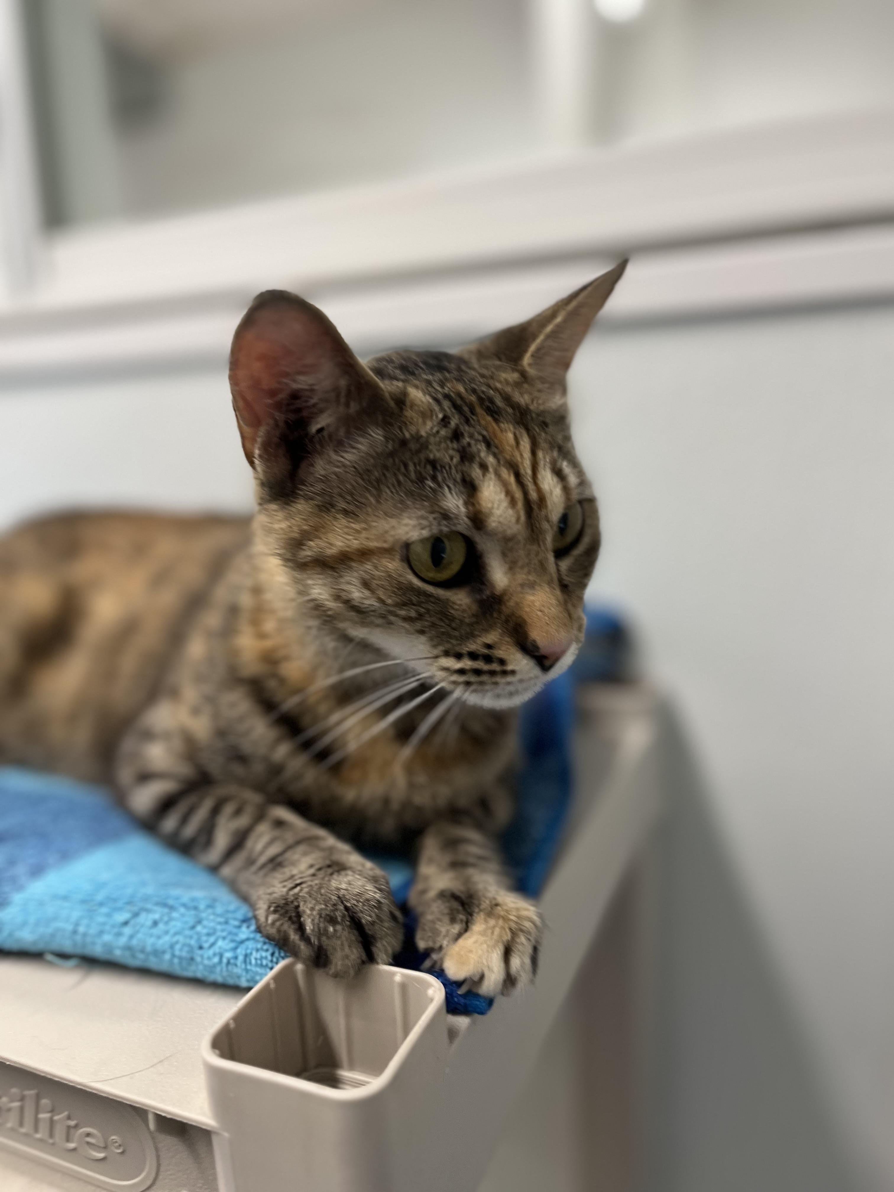 Fiorella, an adopted Domestic Short Hair in Harrison, NY image 2/4