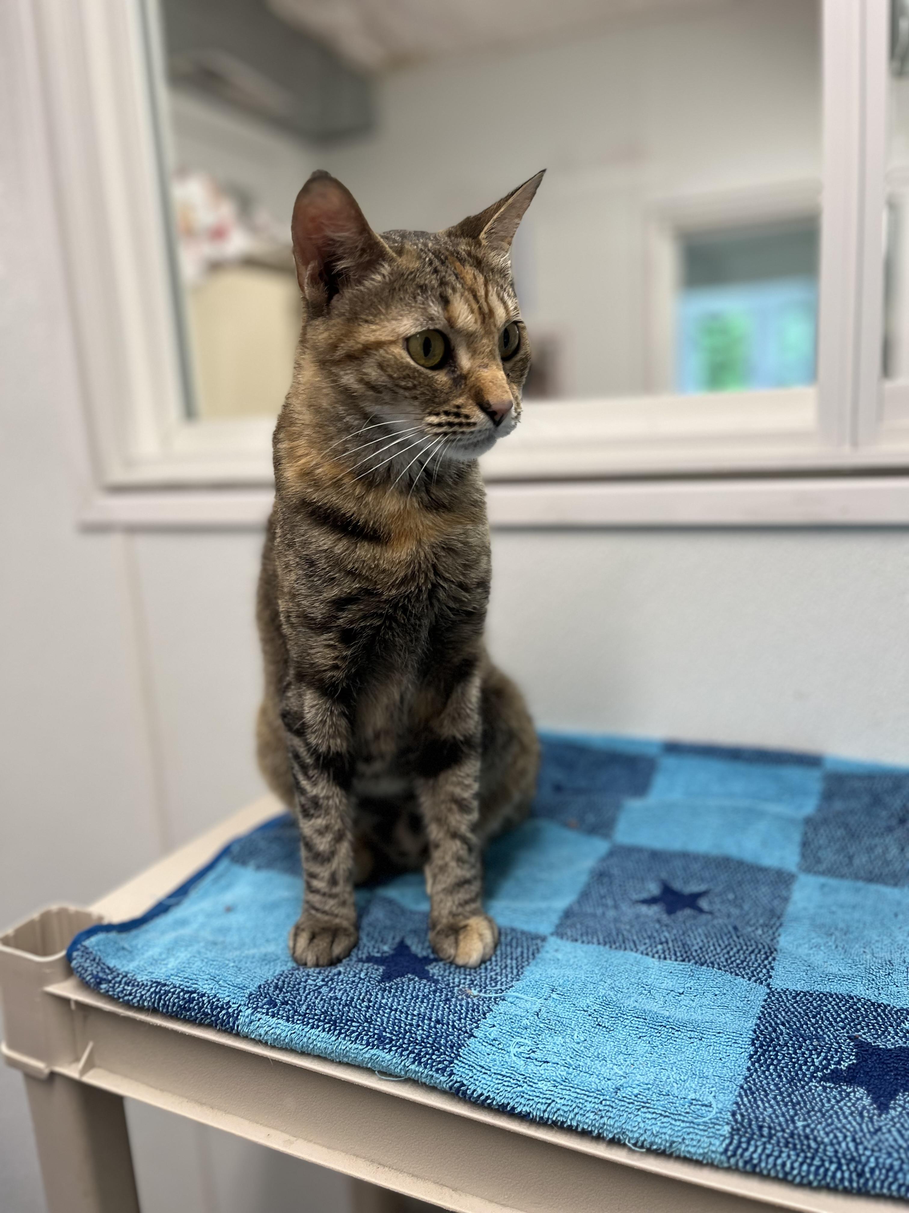 Fiorella, an adopted Domestic Short Hair in Harrison, NY image 4/4