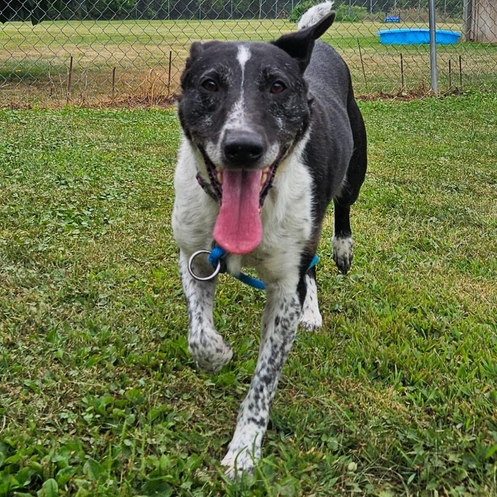 Larry, Adoptable, Adult Male Australian Cattle Dog / Blue Heeler & Border Collie.