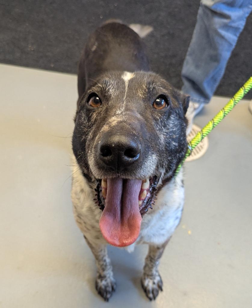 Larry, Adoptable, Adult Male Australian Cattle Dog / Blue Heeler & Border Collie.