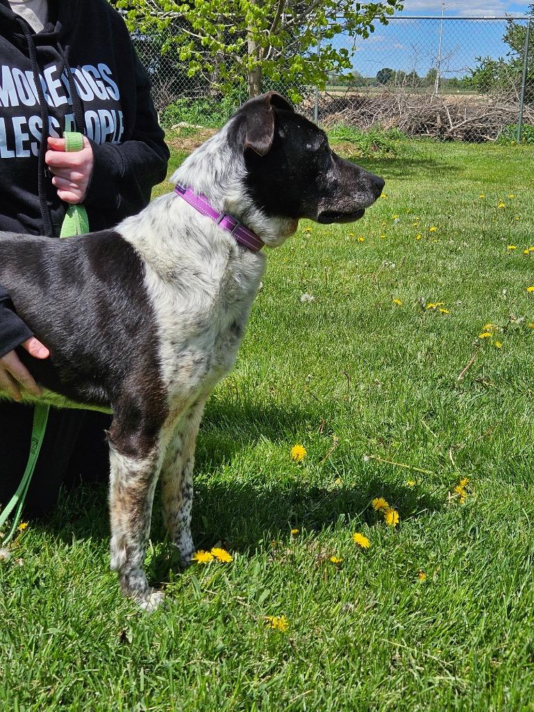 Larry, a Adoptable mixed breed in Barron, WI image 2/6