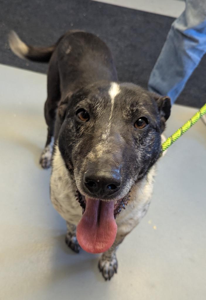 Larry, a Adoptable mixed breed in Barron, WI image 3/6