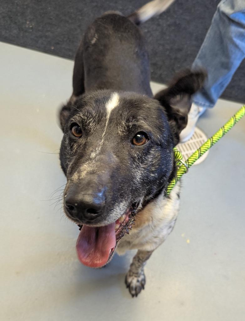 Larry, a Adoptable mixed breed in Barron, WI image 4/6