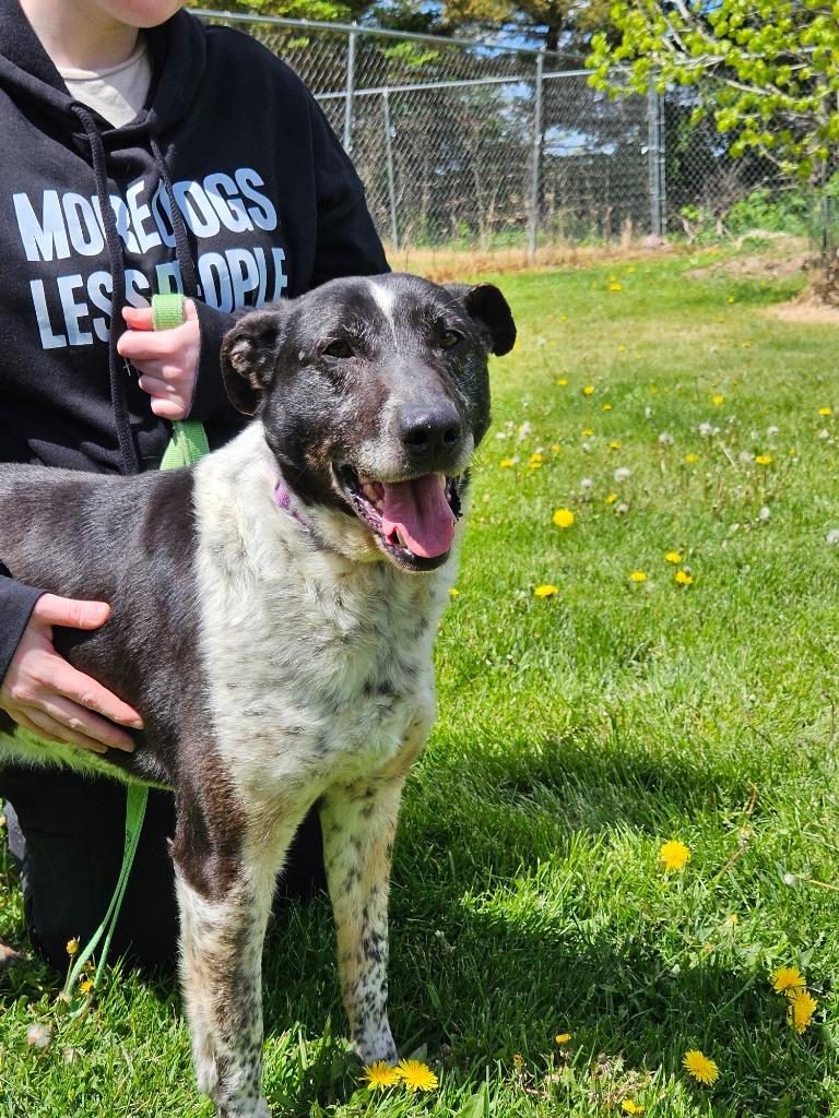 Larry, a Adoptable mixed breed in Barron, WI image 5/6