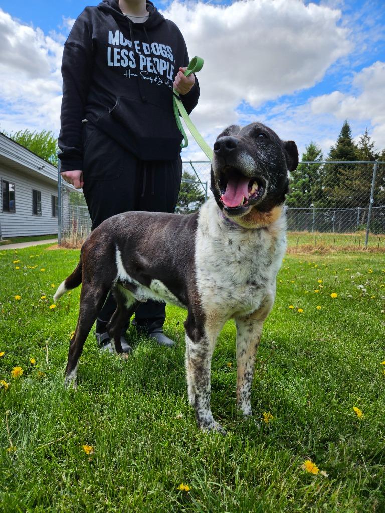 Larry, a Adoptable mixed breed in Barron, WI image 6/6