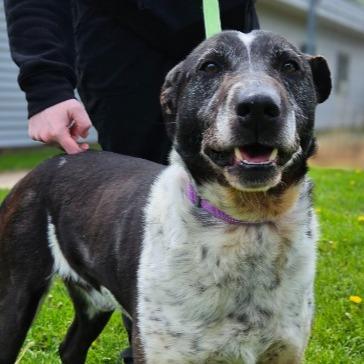 Enlarge Larry, a Adoptable mixed breed in Barron, WI image 6/6
