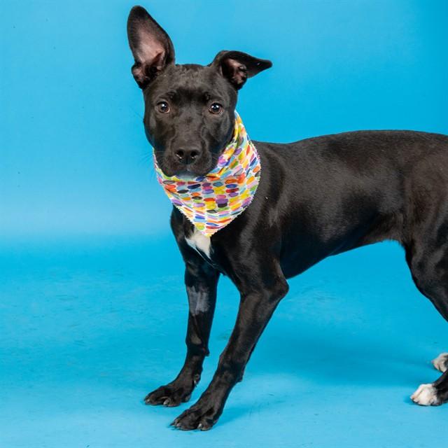 Enlarge MINESTRONE, a Adoptable mixed breed in Saint Louis, MO image 1/1