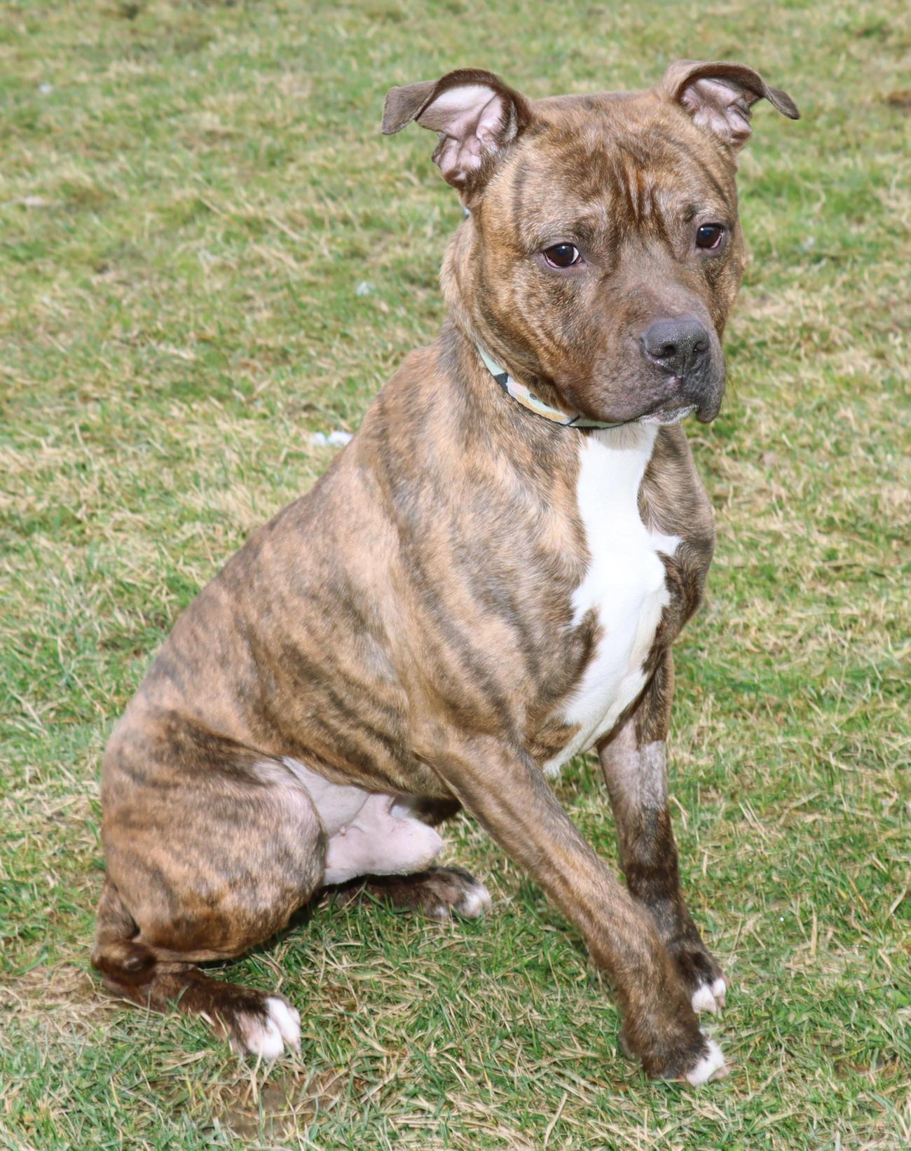 Enlarge Screech, a ADOPTABLE American Staffordshire Terrier in Euclid, OH image 3/6