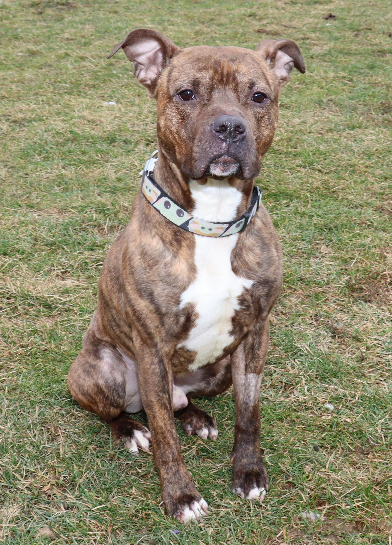 Enlarge Screech, a ADOPTABLE American Staffordshire Terrier in Euclid, OH image 5/6