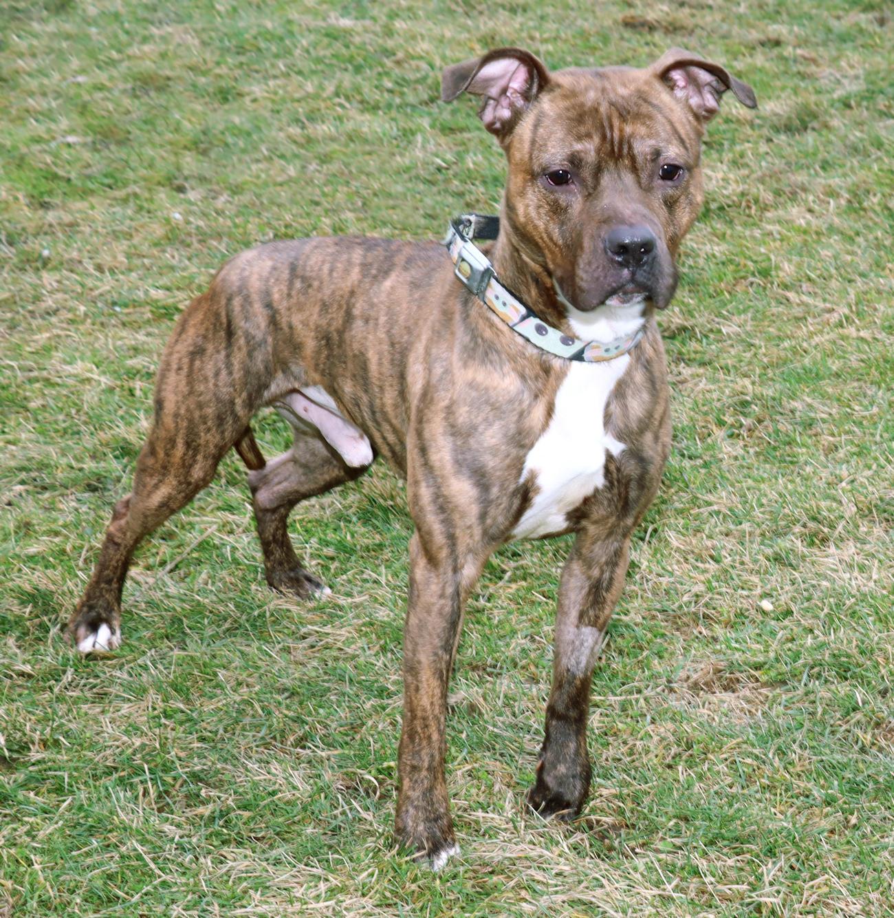 Enlarge Screech, a ADOPTABLE American Staffordshire Terrier in Euclid, OH image 2/6