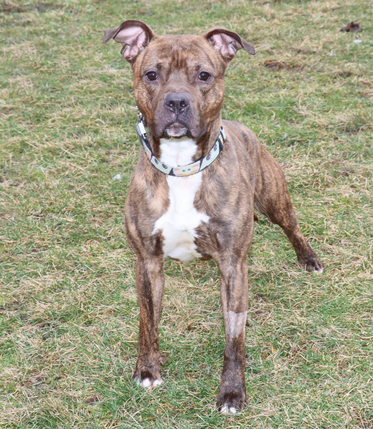 Enlarge Screech, a ADOPTABLE American Staffordshire Terrier in Euclid, OH image 4/6