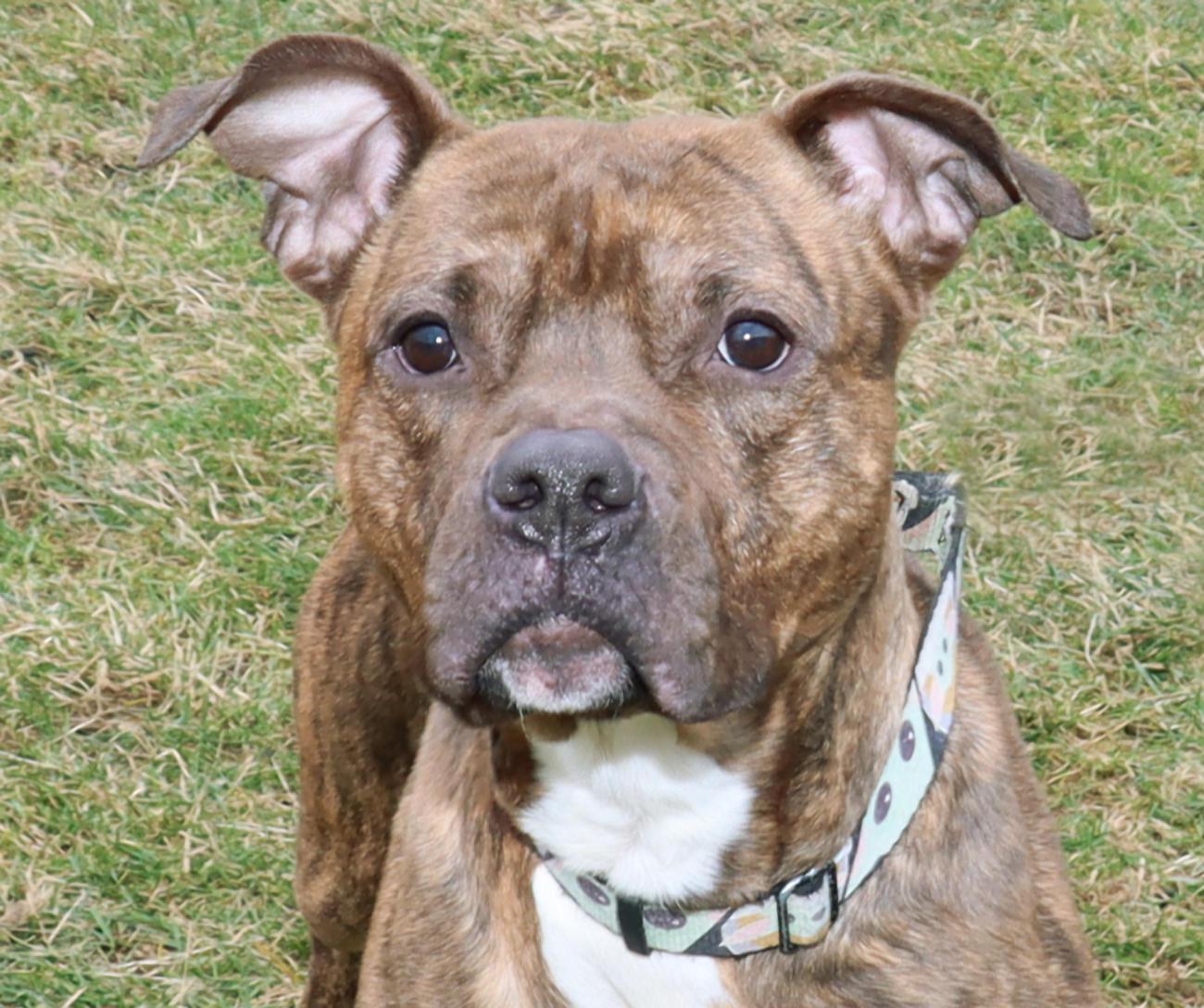 Screech, ADOPTABLE, Young Male American Staffordshire Terrier.
