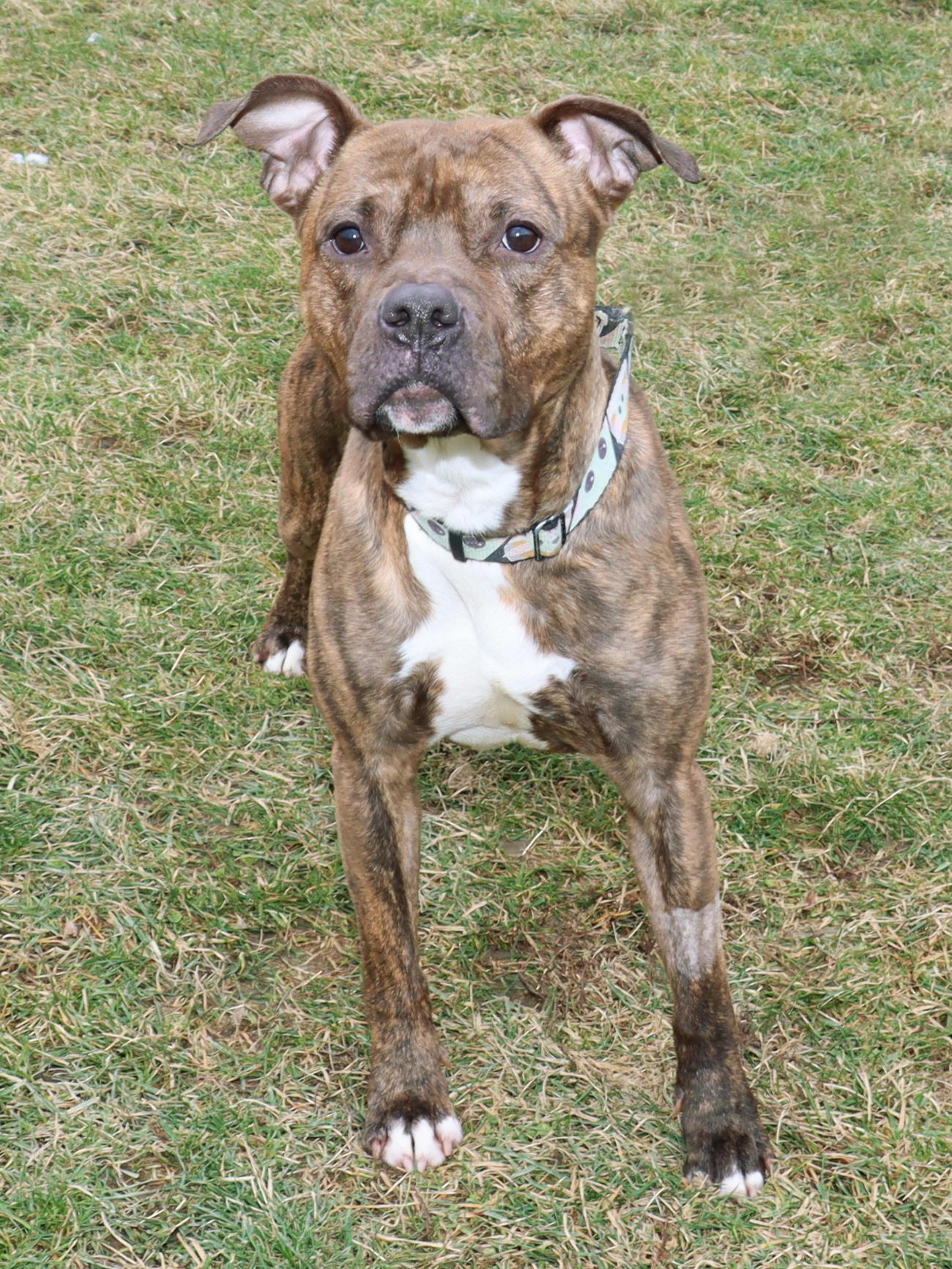 Enlarge Screech, a ADOPTABLE American Staffordshire Terrier in Euclid, OH image 6/6