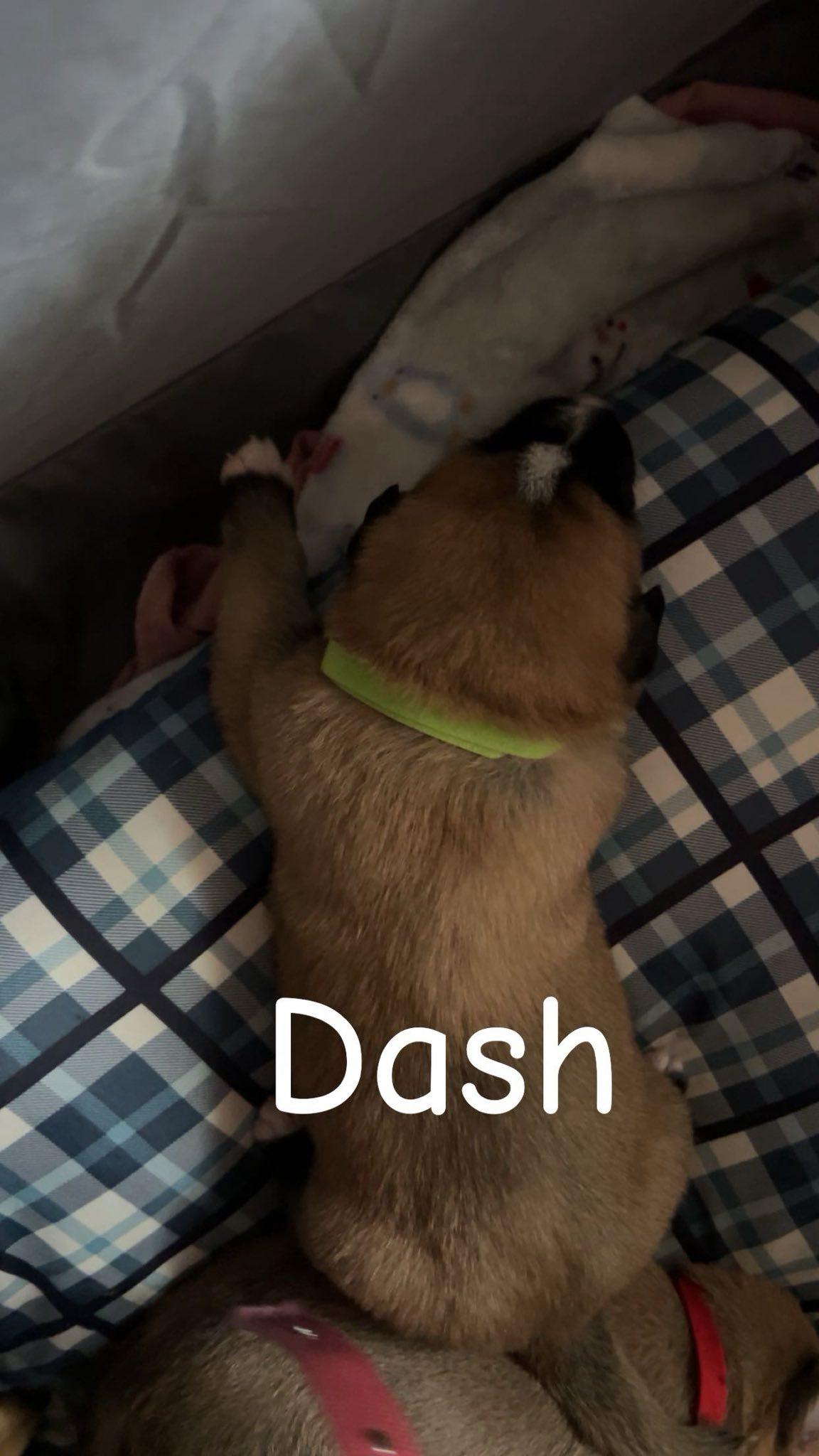 Enlarge DASH, an adoptable Black Mouth Cur in East Flat Rock, NC image 5/6