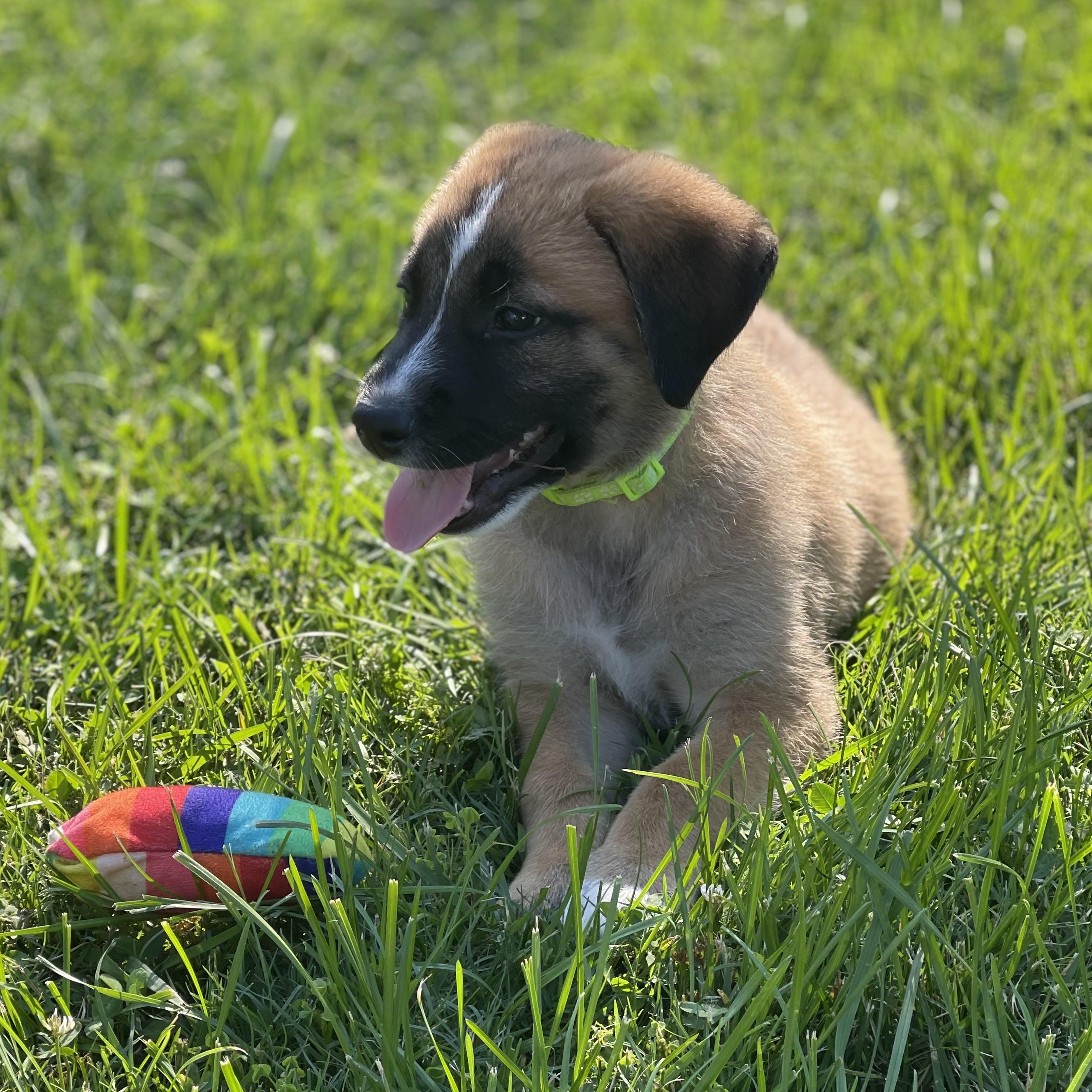 Enlarge DASH, an adoptable Black Mouth Cur in East Flat Rock, NC image 2/6