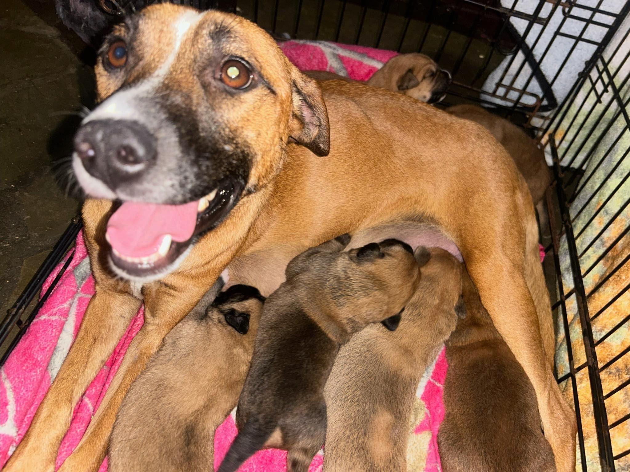 Enlarge DASH, an adoptable Black Mouth Cur in East Flat Rock, NC image 4/6