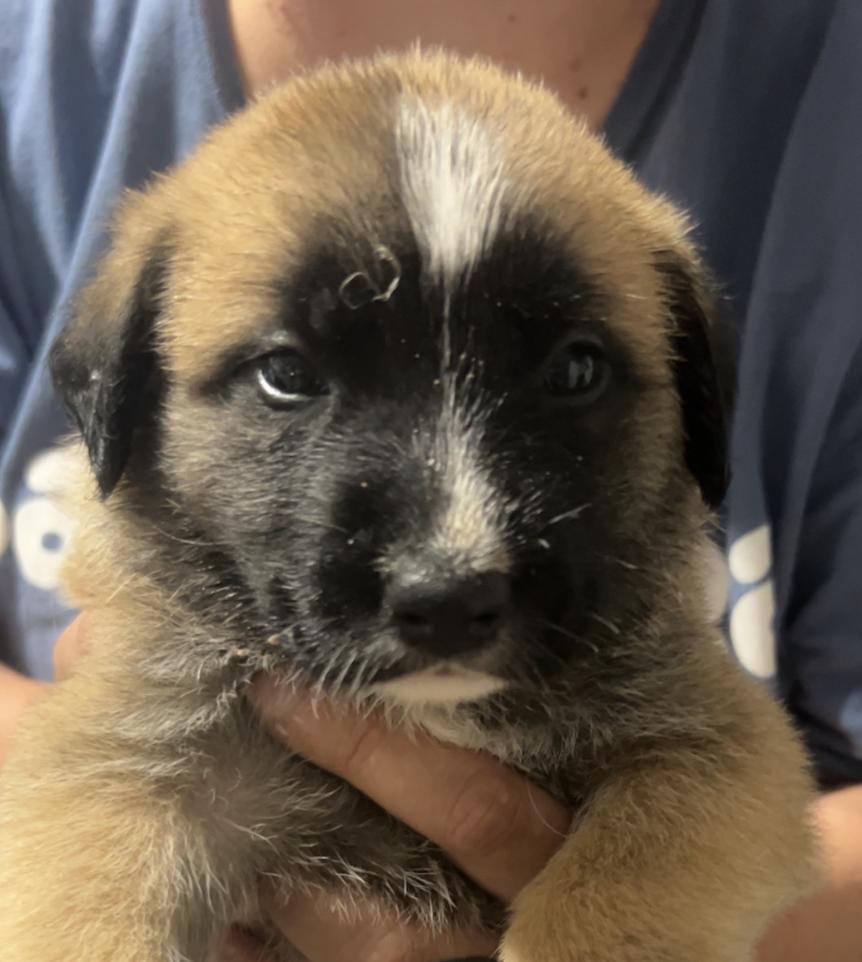 Enlarge DASH, an adoptable Black Mouth Cur in East Flat Rock, NC image 1/6