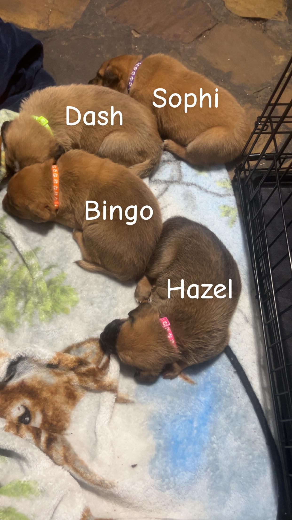 Enlarge DASH, an adoptable Black Mouth Cur in East Flat Rock, NC image 3/6