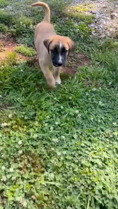 Enlarge DASH, an adoptable Black Mouth Cur in East Flat Rock, NC video 6/6