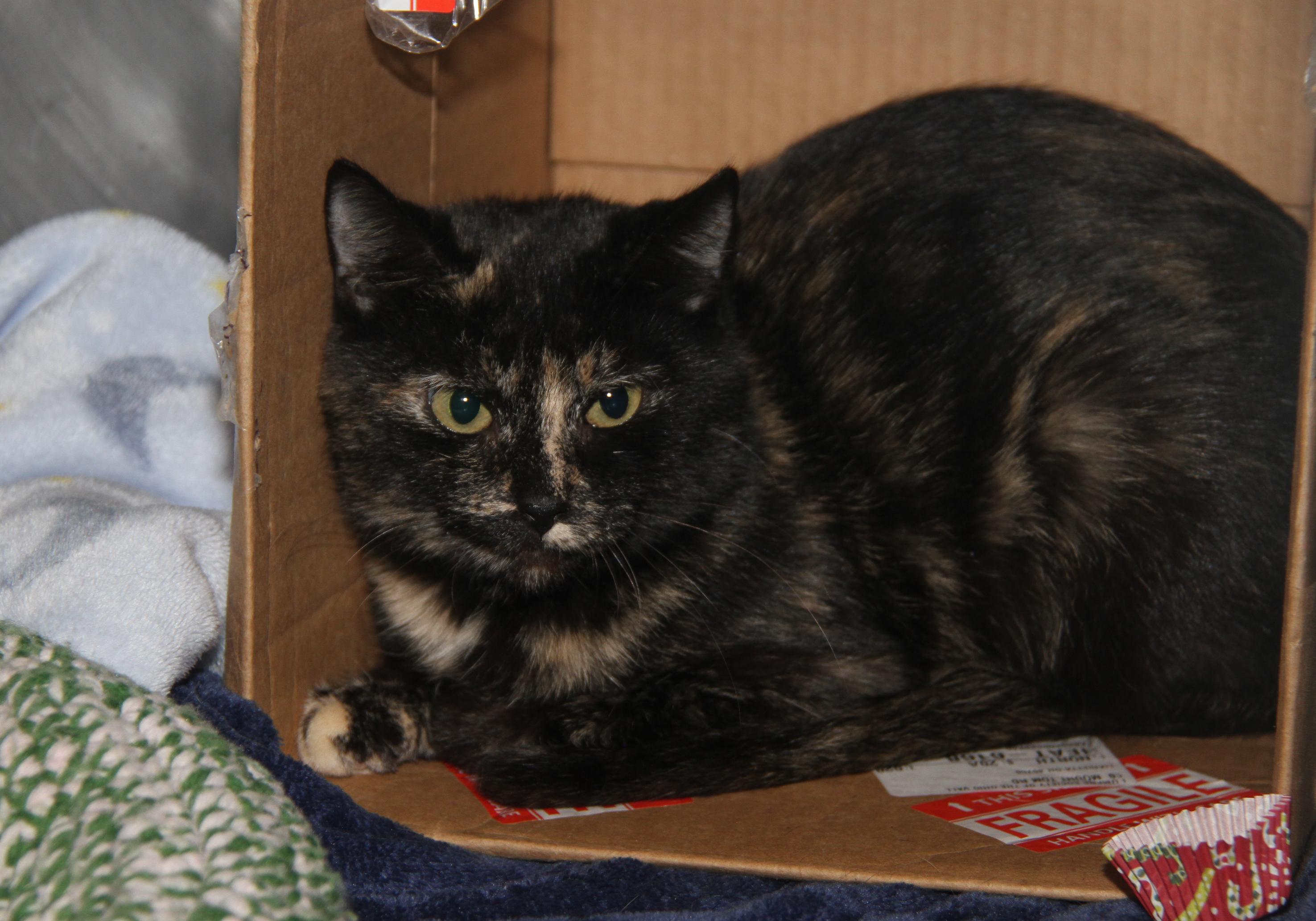 Tori (Spayed) (Empty-Nester) (Photos December 2024) photo 3