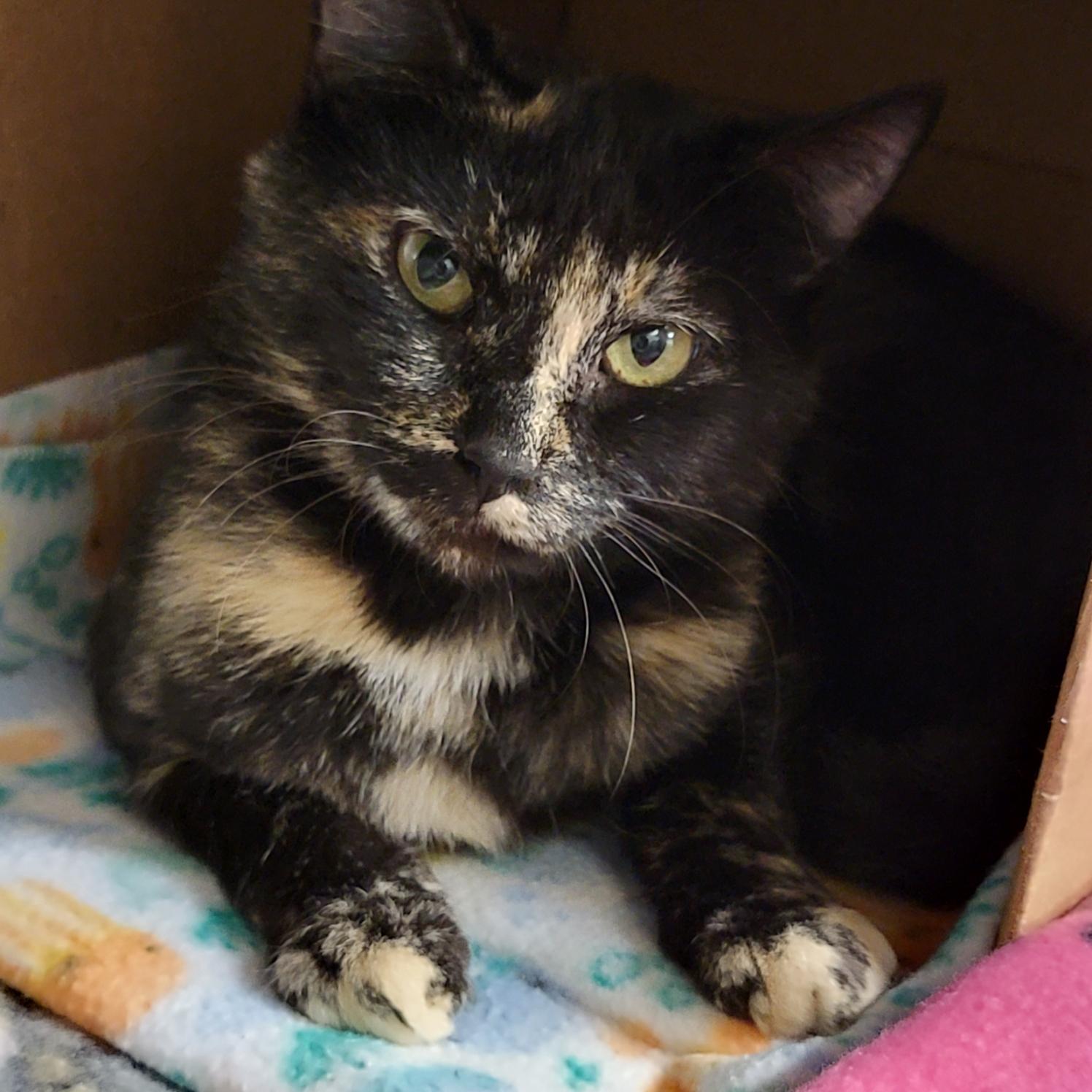 Tori (Spayed) (Empty-Nester) (Photos December 2024), Adult Female Tortoiseshell