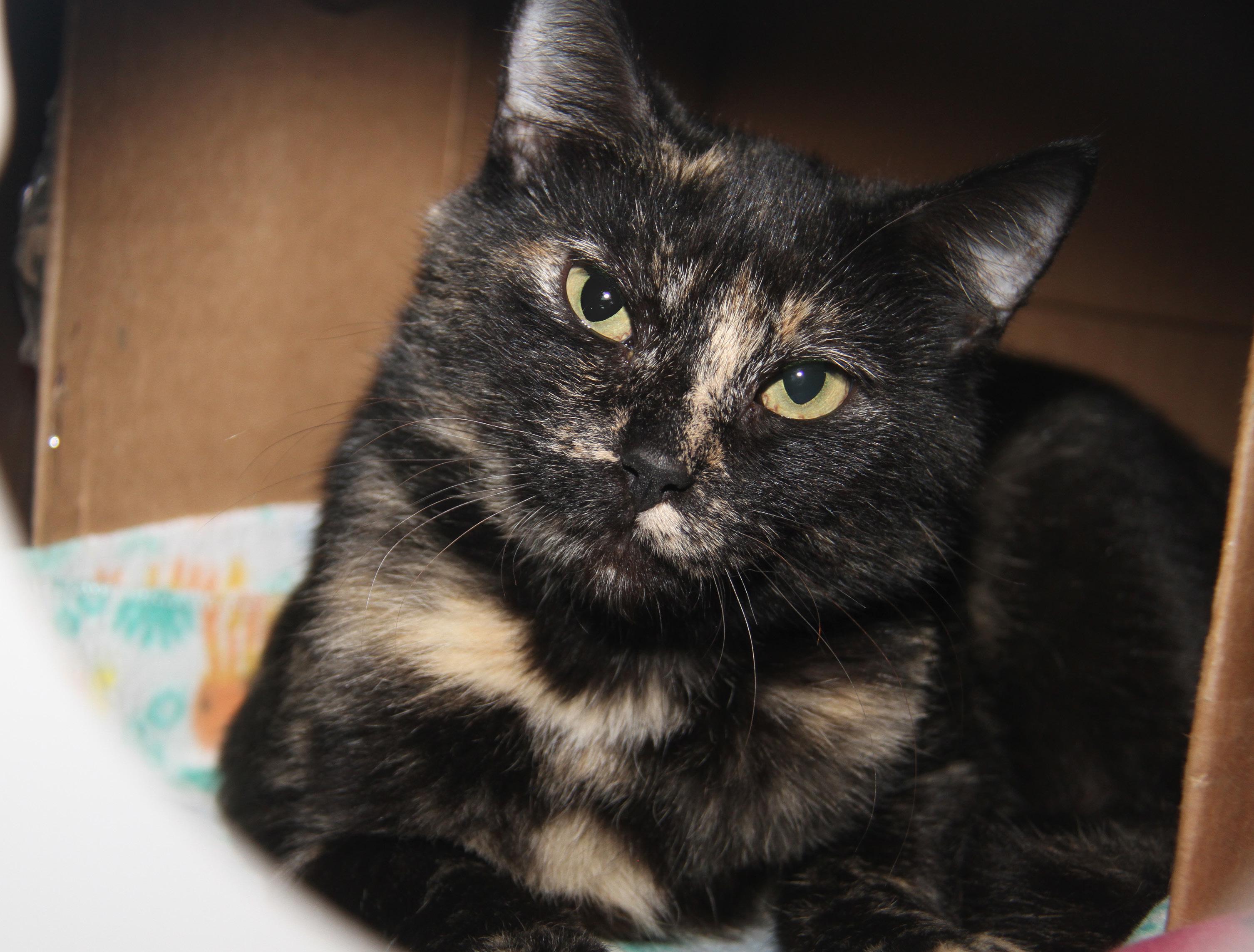 Tori (Spayed) (Empty-Nester) (Photos December 2024) photo 2