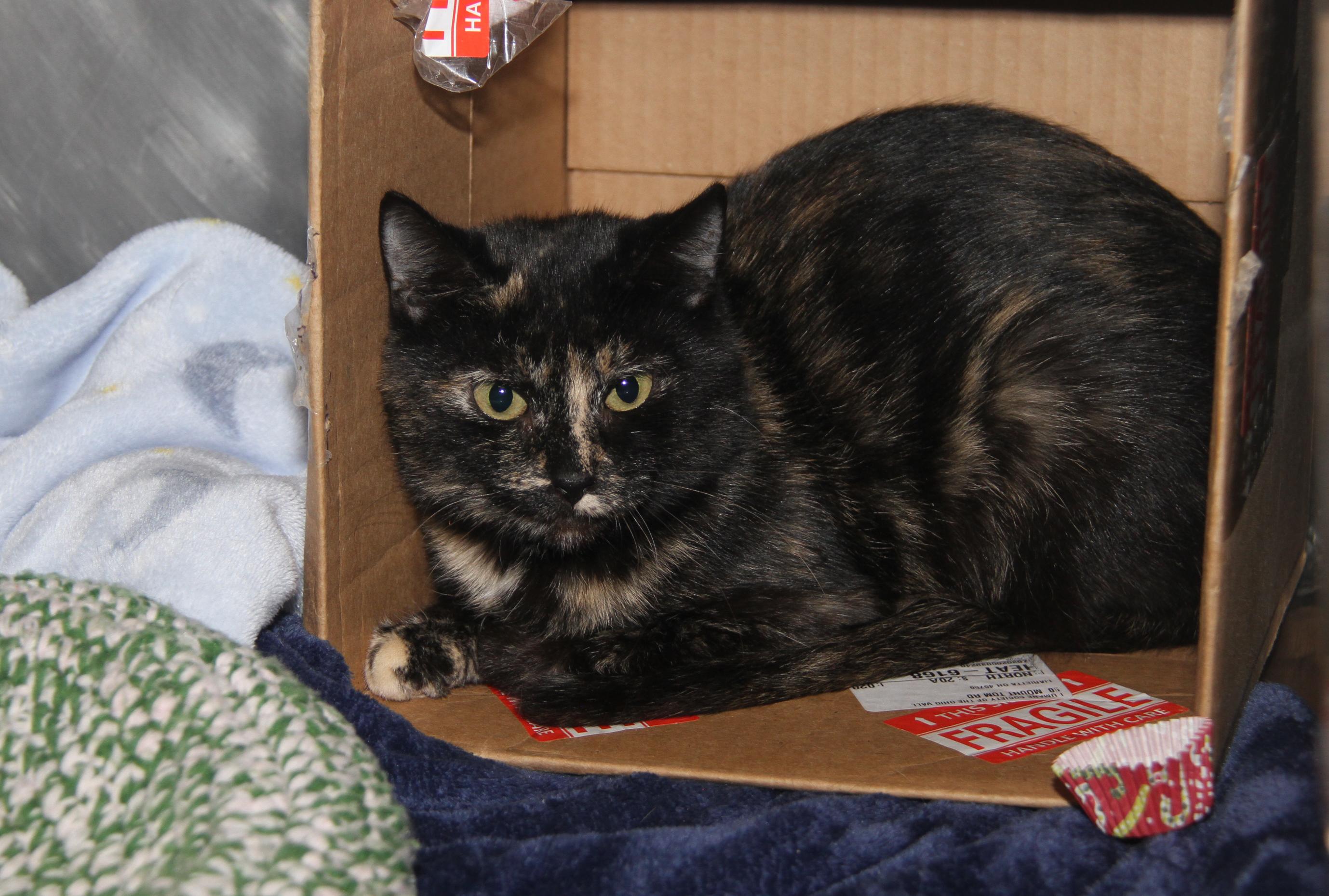 Tori (Spayed) (Empty-Nester) (Photos December 2024) photo 5