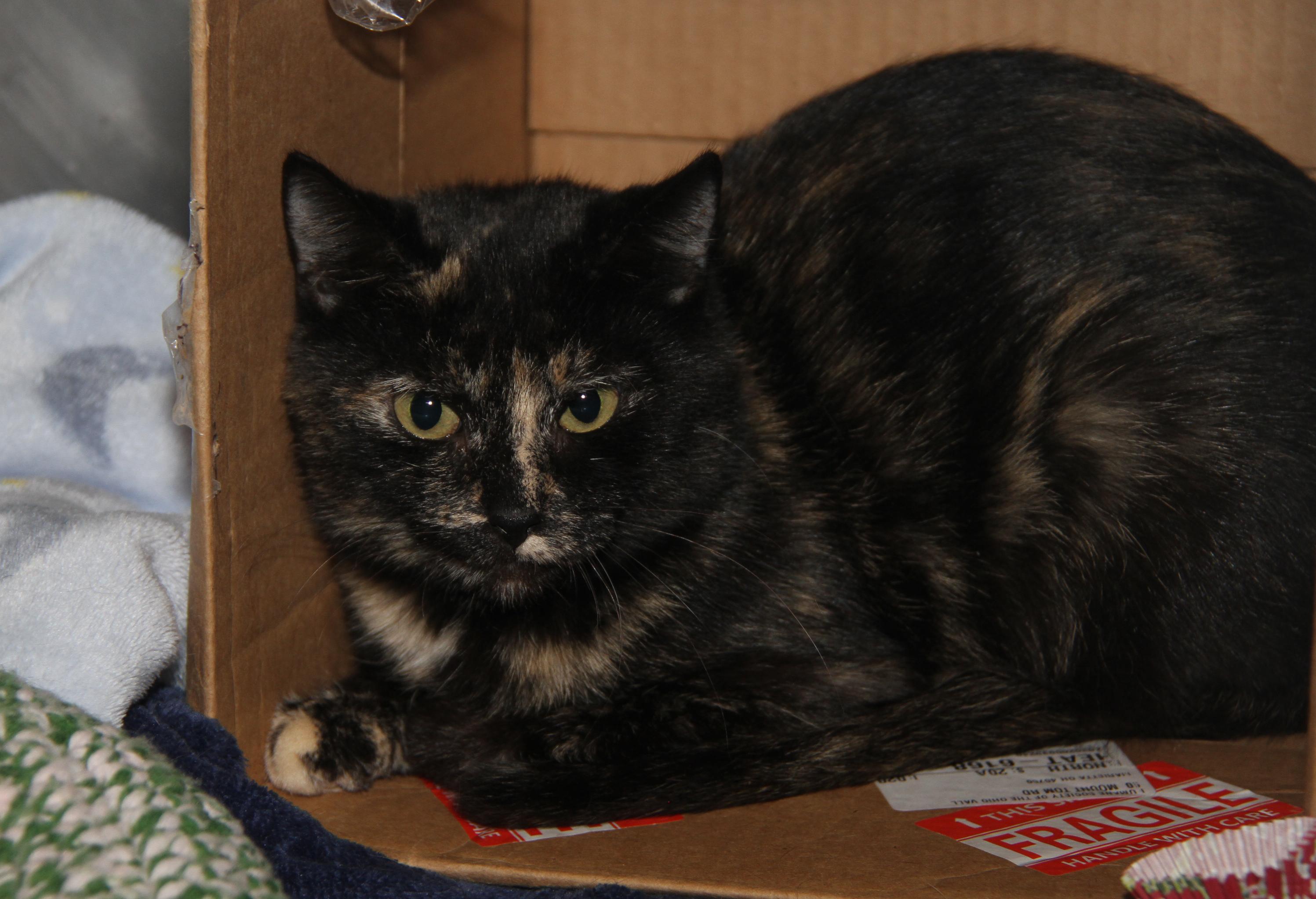 Tori (Spayed) (Empty-Nester) (Photos December 2024) photo 6
