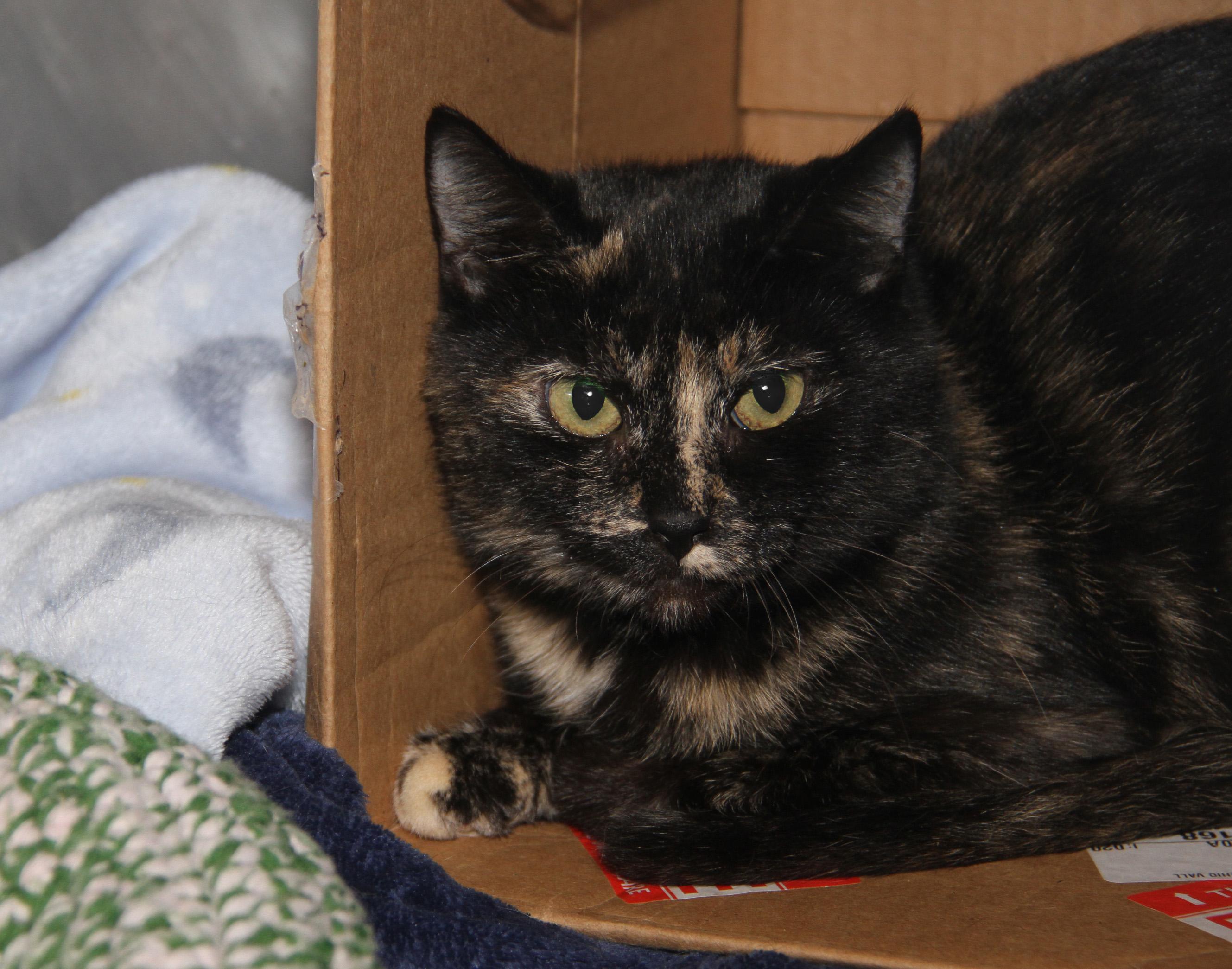 Tori (Spayed) (Empty-Nester) (Photos December 2024) photo 4