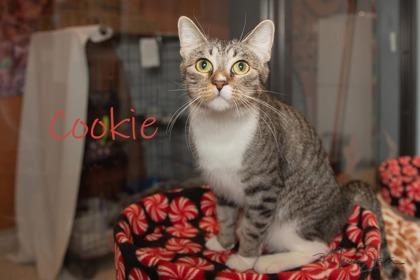 Enlarge Cookie, a Adoptable mixed breed in Scottsdale, AZ image 2/3
