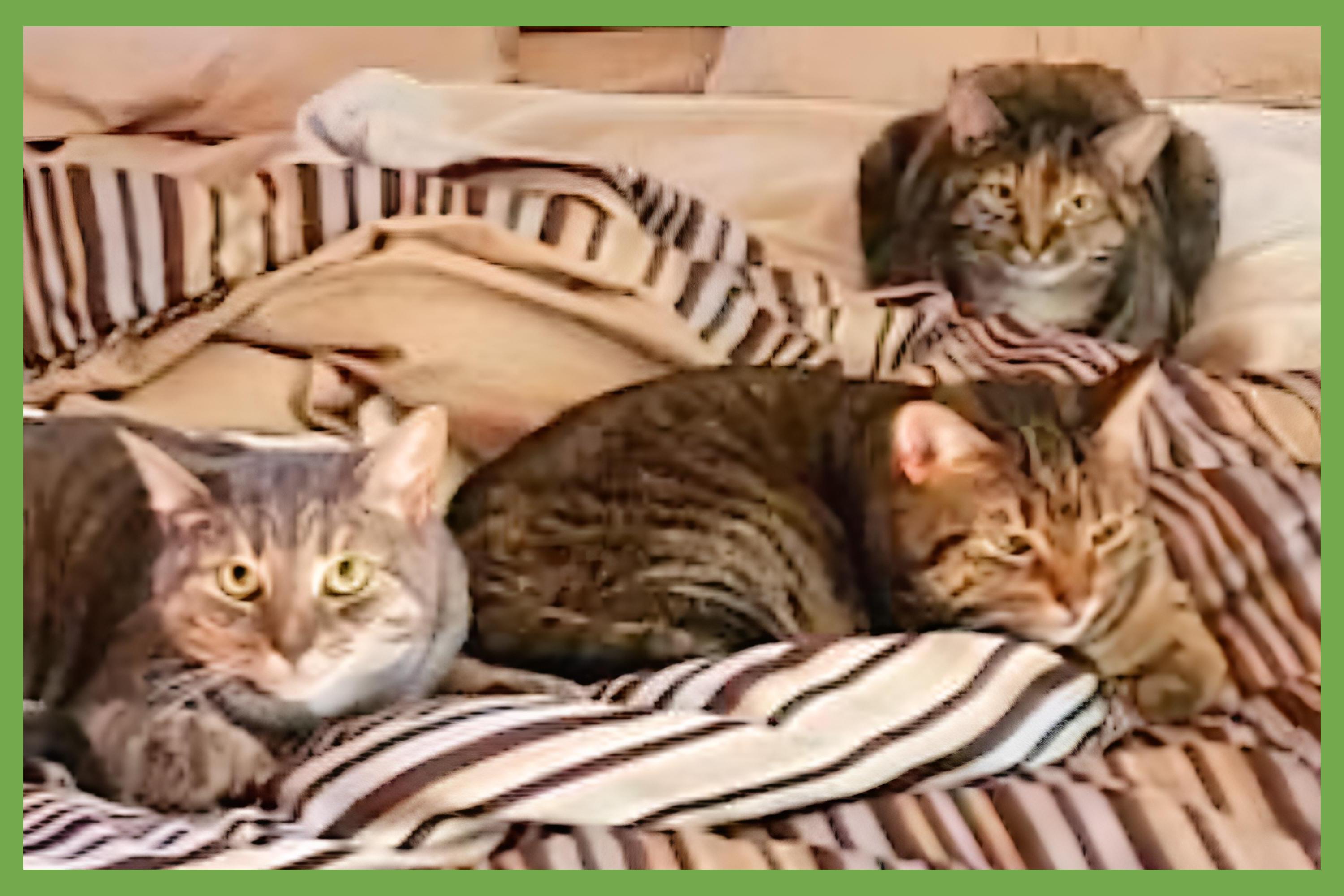 Avery, Cali, and Lexi, Senior Female unknown