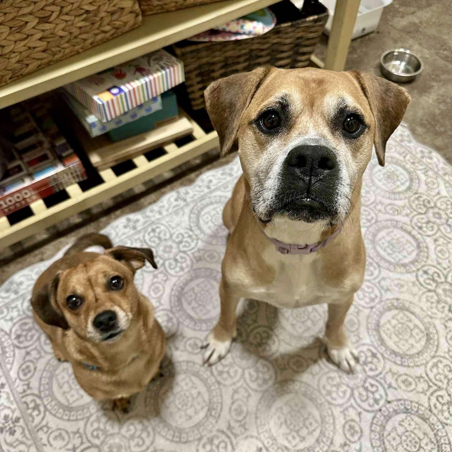 HOLLY, Adoptable, Adult Female Hound.