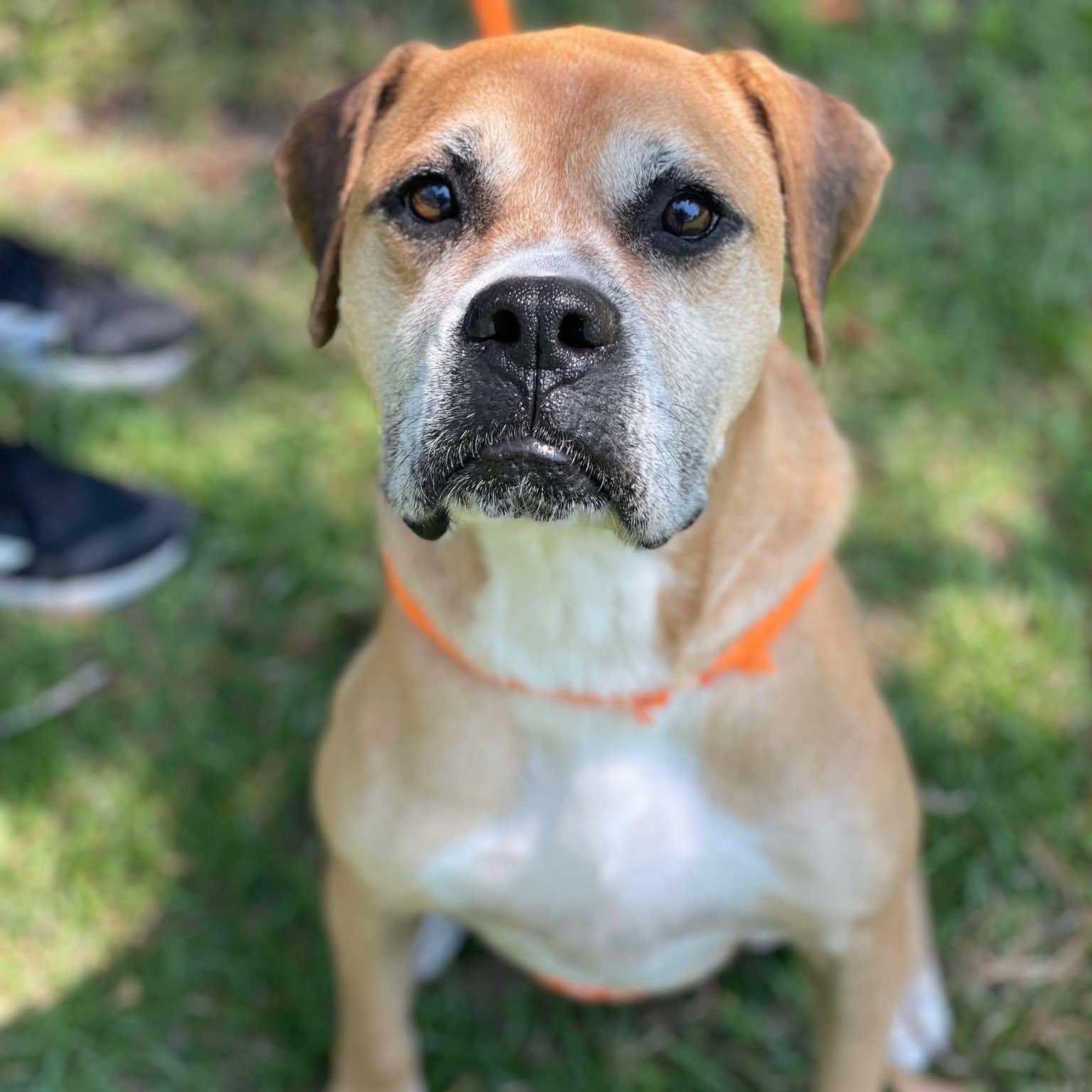 HOLLY, a Adoptable mixed breed in Madisonville, LA image 2/3