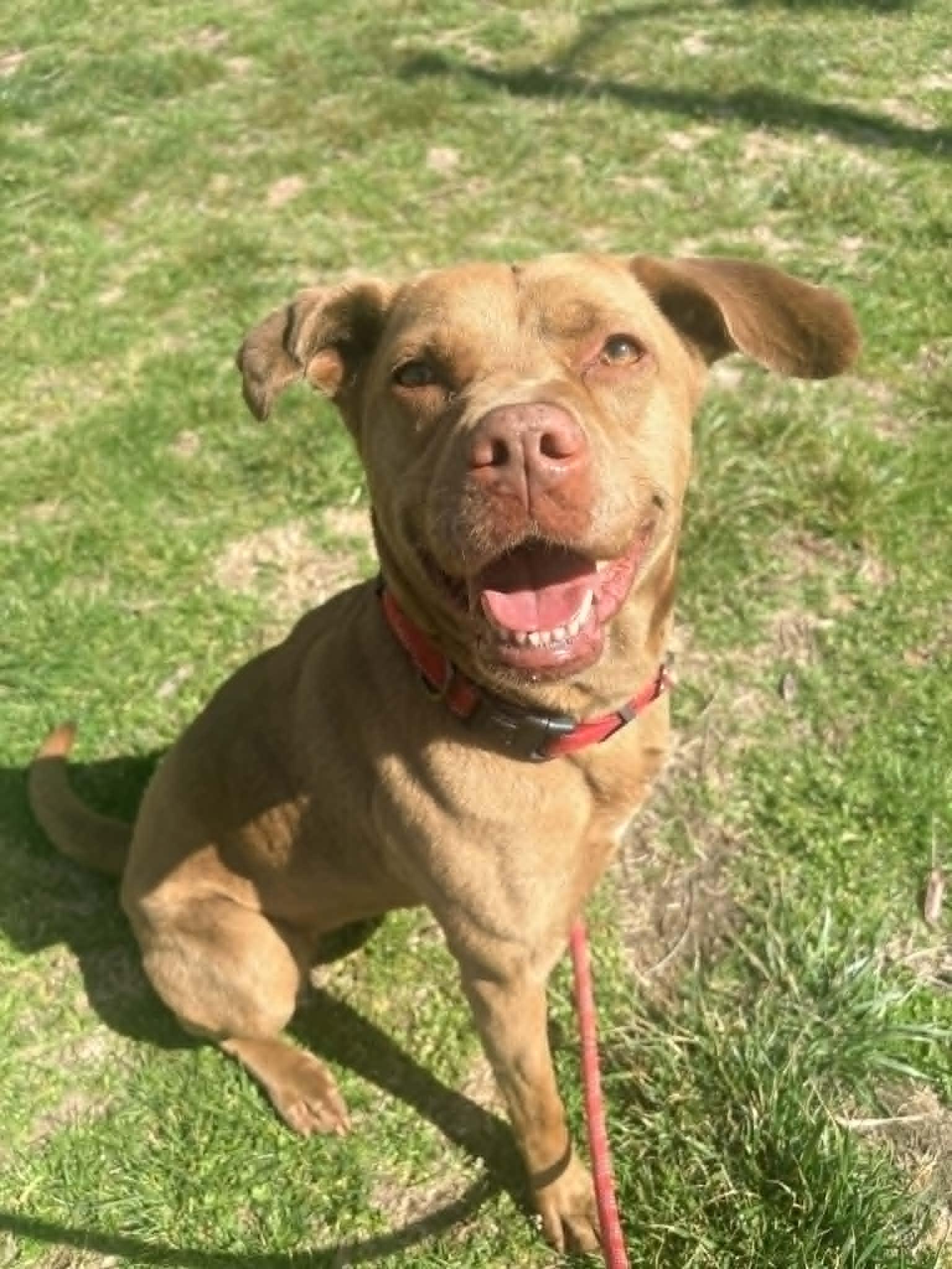 Enlarge Akasha, a Adoptable mixed breed in Kansas City, MO image 1/6