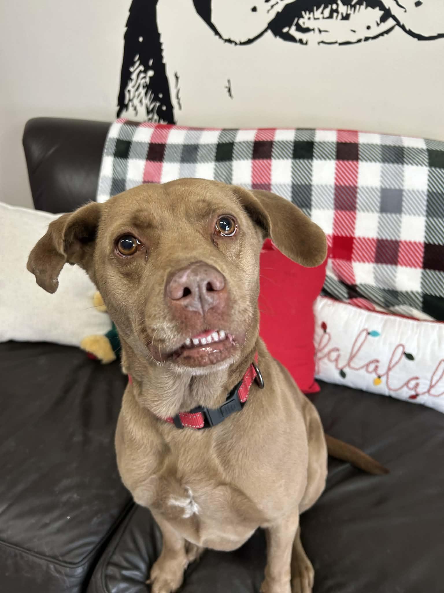 Akasha, Adoptable, Adult Female Labrador Retriever.