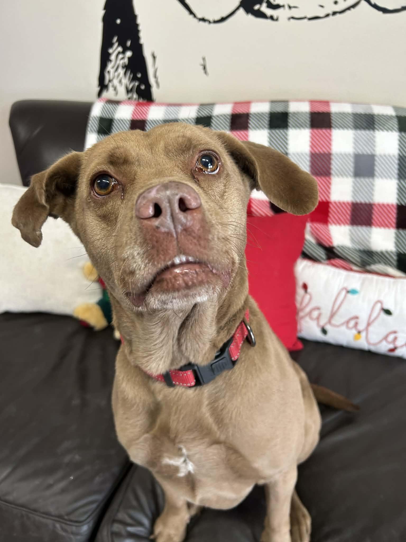 Akasha, a Adoptable mixed breed in Kansas City, MO image 2/6