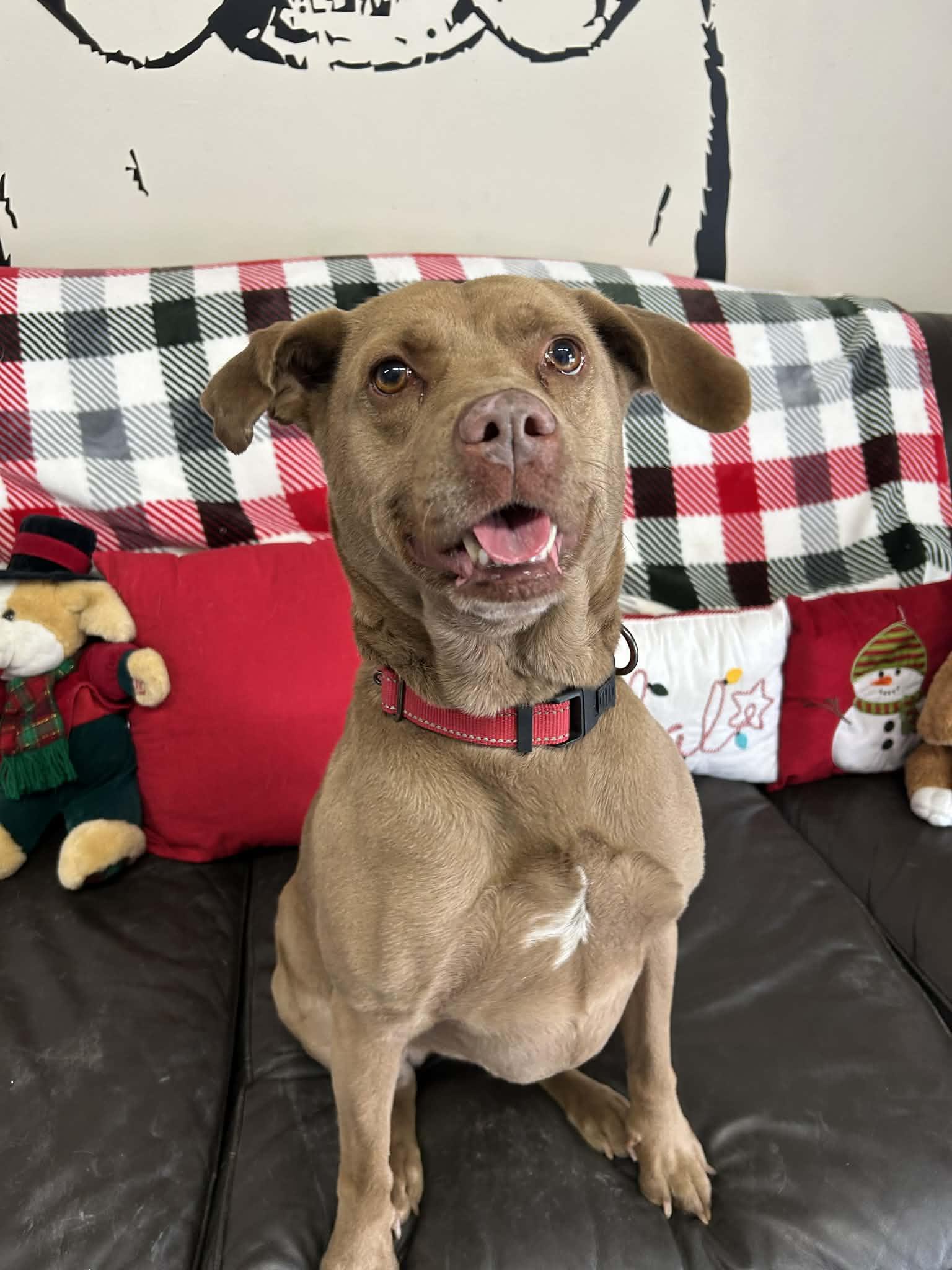 Akasha, a Adoptable mixed breed in Kansas City, MO image 3/6