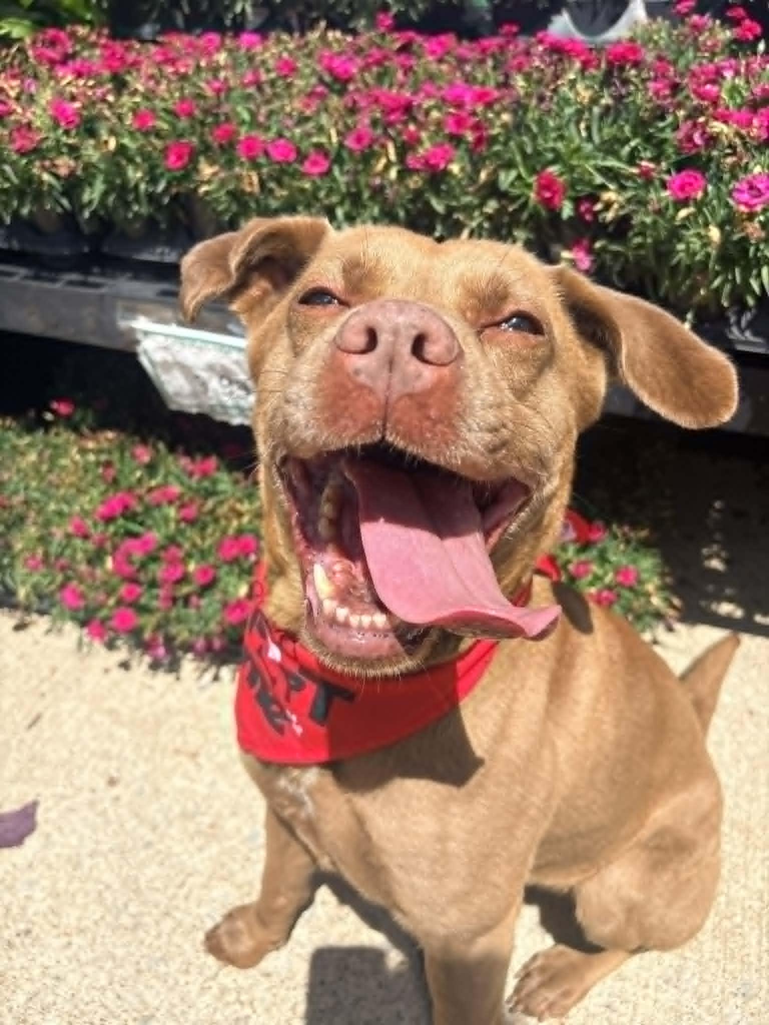 Enlarge Akasha, a Adoptable mixed breed in Kansas City, MO image 3/6