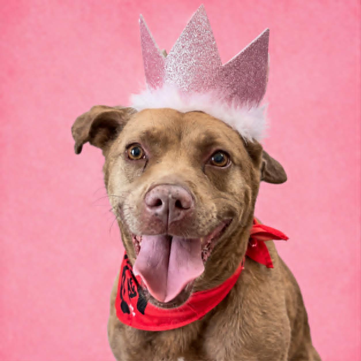Enlarge Akasha, a Adoptable mixed breed in Kansas City, MO image 4/6