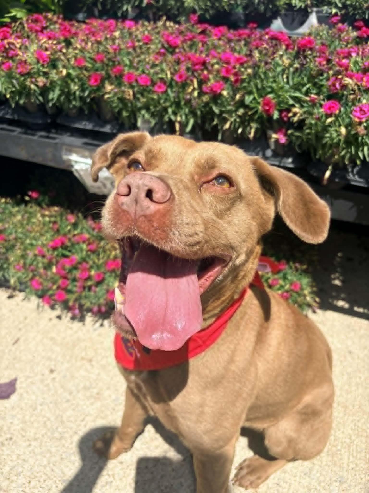 Enlarge Akasha, a Adoptable mixed breed in Kansas City, MO image 5/6