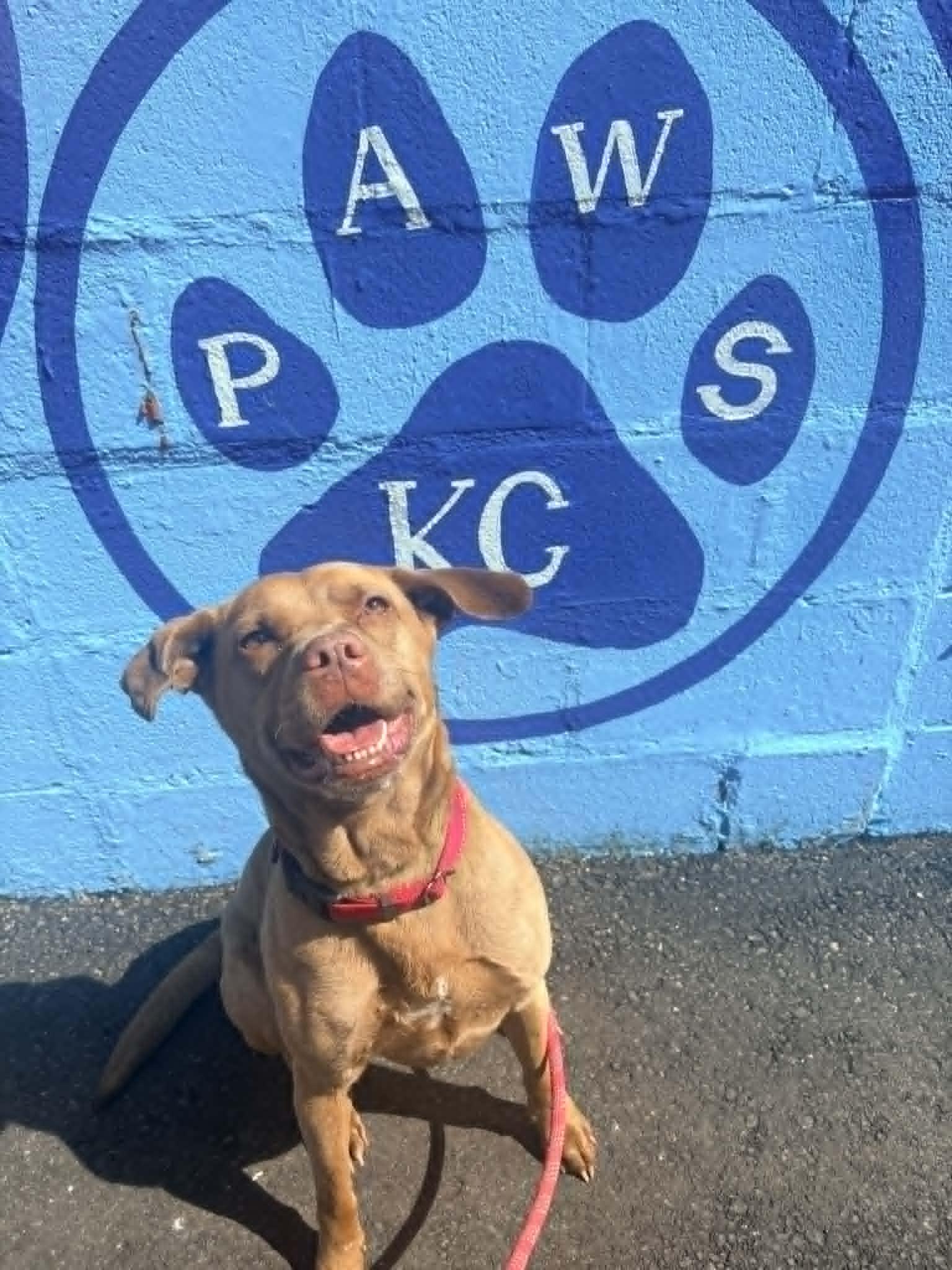 Enlarge Akasha, a Adoptable mixed breed in Kansas City, MO image 6/6