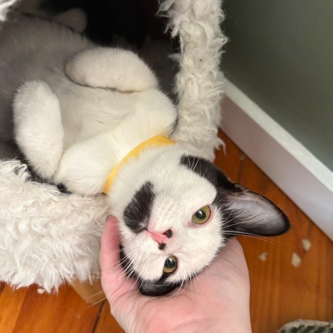 Enlarge Potato Chip & Salt Potato, a ADOPTABLE Domestic Short Hair in Oswego, NY image 3/4