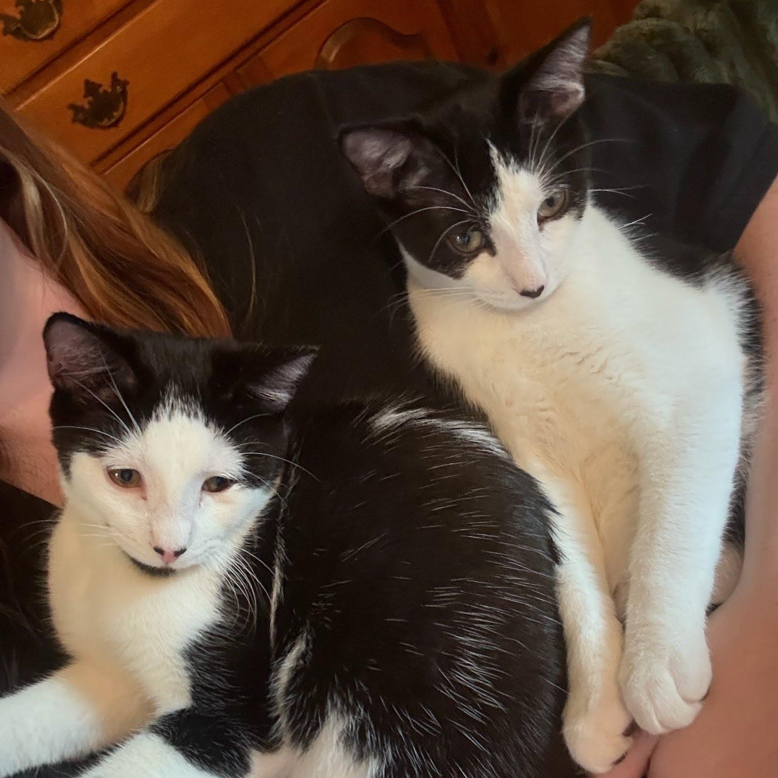 Enlarge Potato Chip & Salt Potato, a ADOPTABLE Domestic Short Hair in Oswego, NY image 4/4