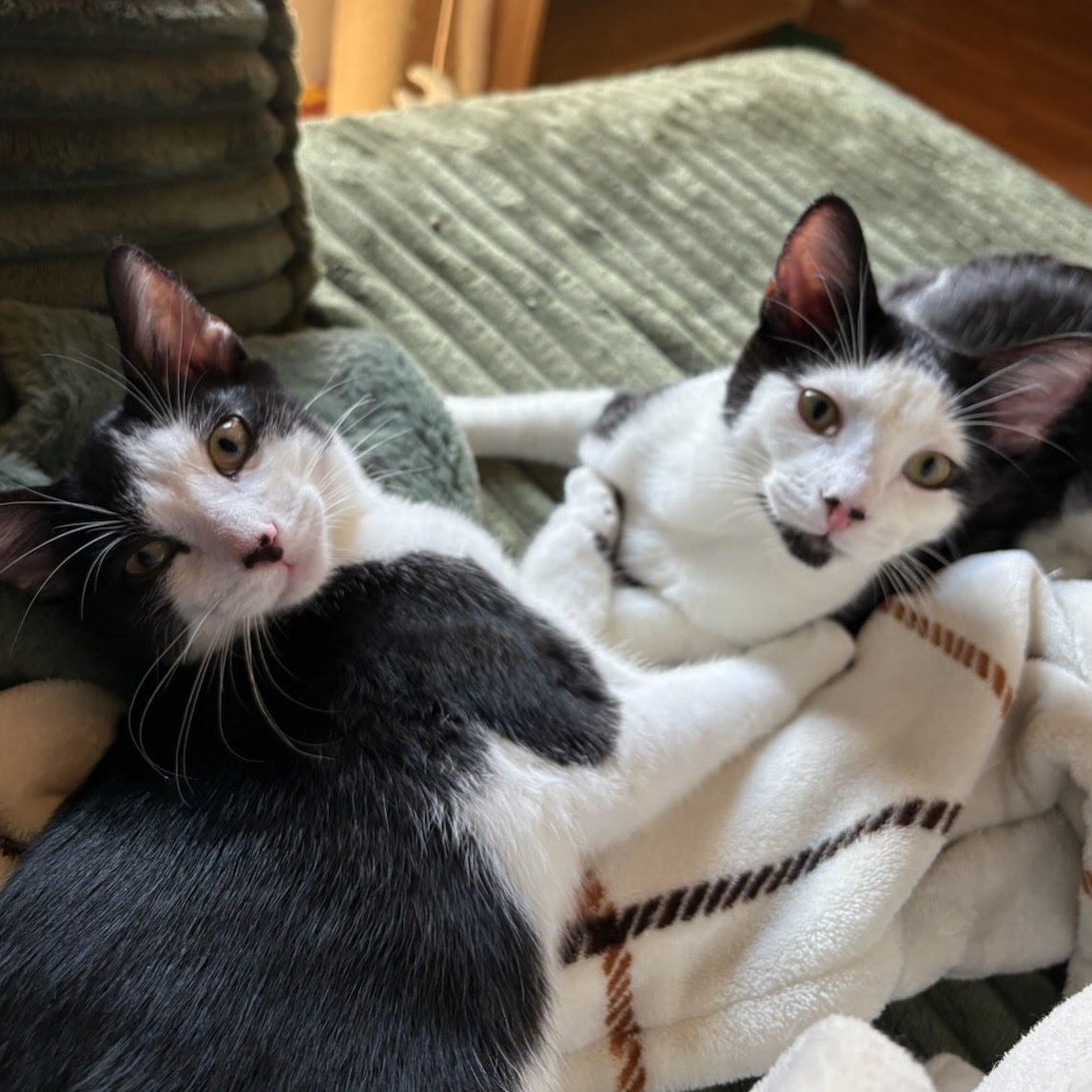 Potato Chip & Salt Potato, ADOPTABLE, Kitten Male Domestic Short Hair.