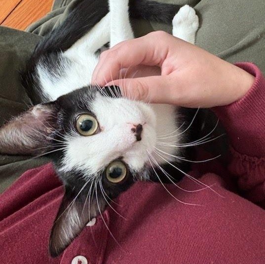 Enlarge Potato Chip & Salt Potato, a ADOPTABLE Domestic Short Hair in Oswego, NY image 2/4
