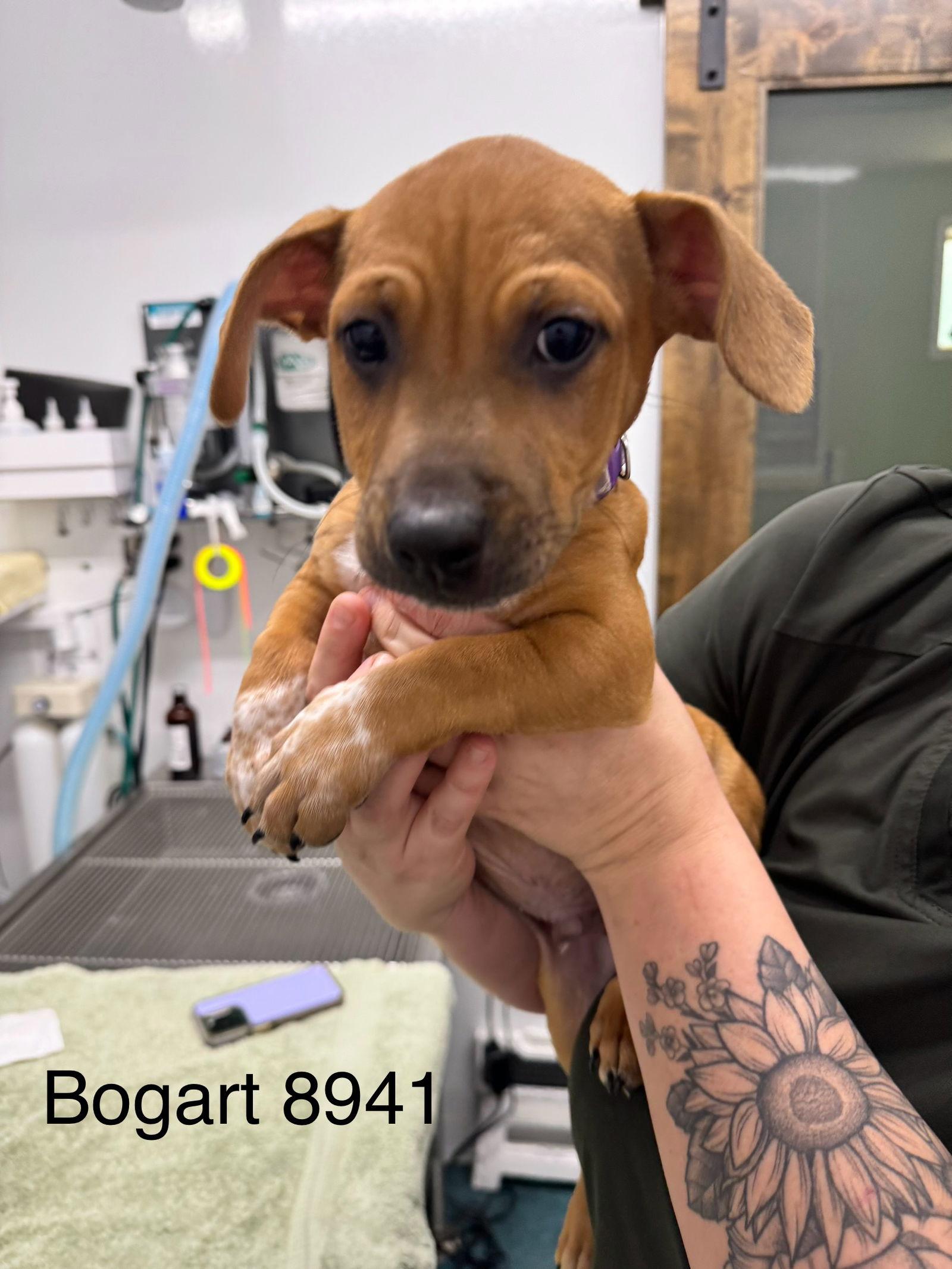 Enlarge BOGART, a Adopted Dachshund in Chico, CA image 1/3